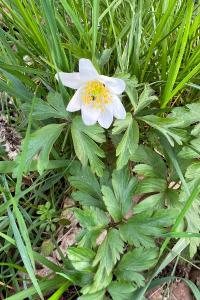 <i>Anemone nemorosa</i>