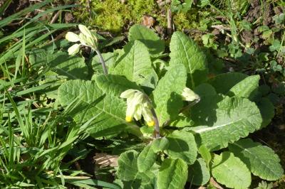 <i>Primula veris</i>