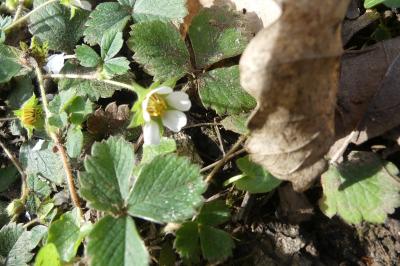 <i>Potentilla sterilis</i>