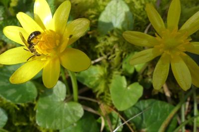 <i>Ficaria verna</i>