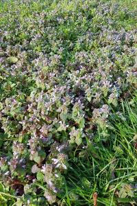 <i>Lamium purpureum</i>