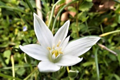 <i>Ornithogalum divergens</i>