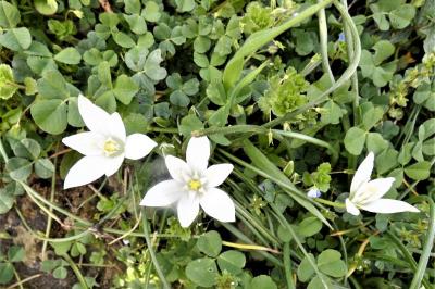 <i>Ornithogalum divergens</i>