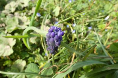 <i>Muscari neglectum</i>