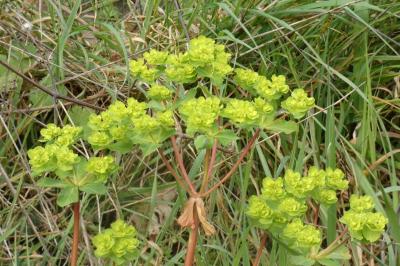 <i>Euphorbia helioscopia</i>