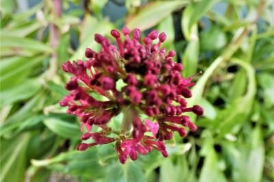 <i>Centranthus ruber</i>