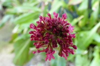 <i>Centranthus ruber</i>