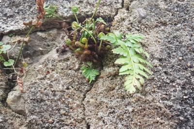 <i>Asplenium adiantum-nigrum</i>