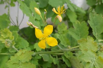 <i>Chelidonium majus</i>