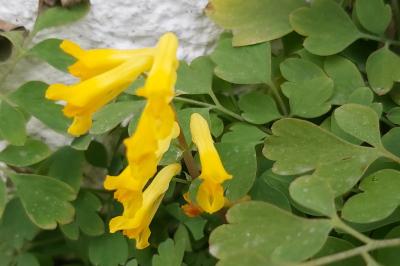 <i>Pseudo-fumaria lutea</i>