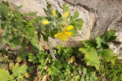 <i>Chelidonium majus</i>