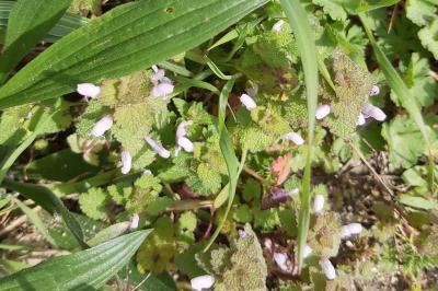 <i>Lamium purpureum</i>