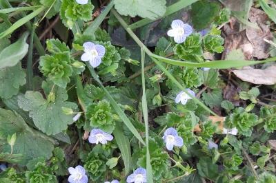 <i>Veronica persica</i>