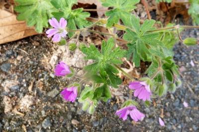 <i>Geranium molle</i>
