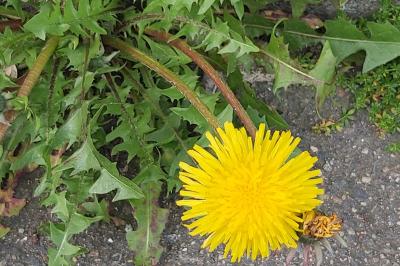 <i>Taraxacum officinale</i>