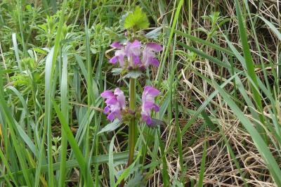 <i>Lamium maculatum</i>