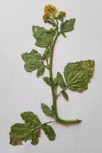 <i>Brassica nigra</i>