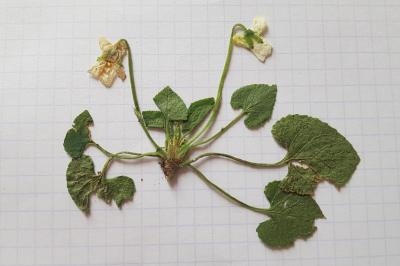 <i>Viola hirta</i>