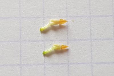 <i>Viola hirta</i>