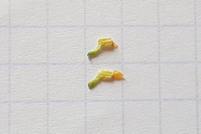 <i>Viola hirta</i>
