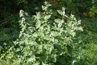 <i>Althaea officinalis</i>