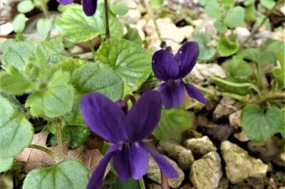 <i>Viola</i>