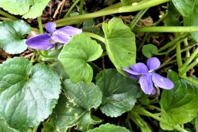 <i>Viola</i>