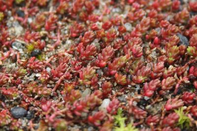 <i>Crassula tillaea</i>