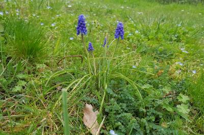 <i>Muscari neglectum</i>