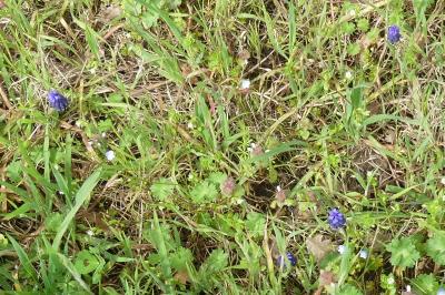 <i>Muscari neglectum</i>