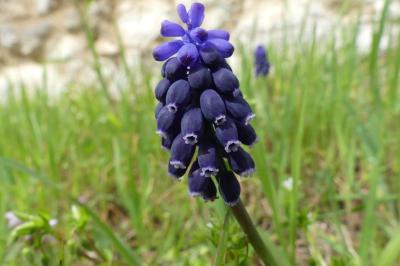 <i>Muscari neglectum</i>