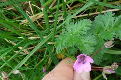 <i>Erodium cicutarium</i>