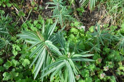 <i>Euphorbia lathyris</i>