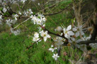 <i>Prunus spinosa</i>