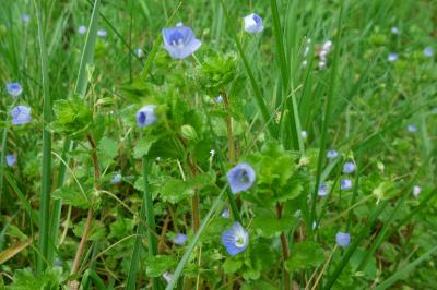 <i>Veronica persica</i>