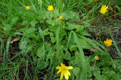 <i>Ficaria verna</i>