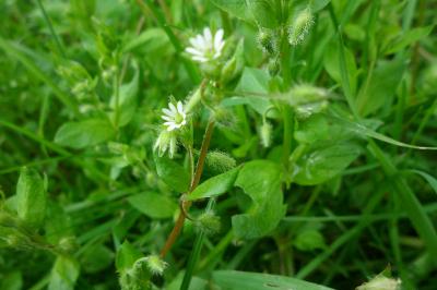 <i>Stellaria media</i>