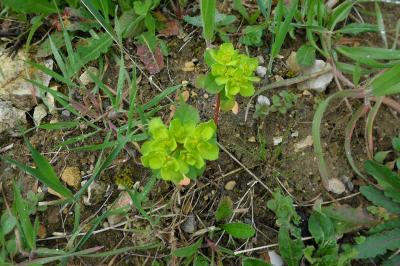 <i>Euphorbia helioscopia</i>