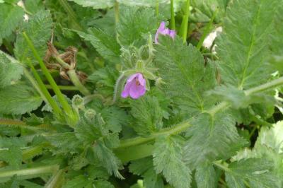 <i>Erodium moschatum</i>