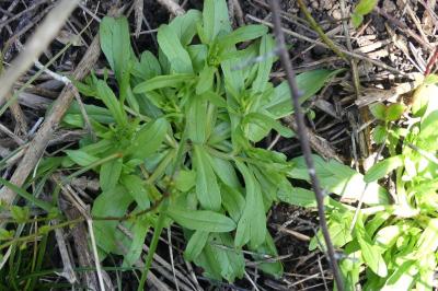 <i>Valerianella locusta</i>