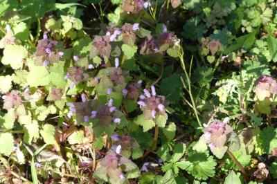 <i>Lamium purpureum</i>