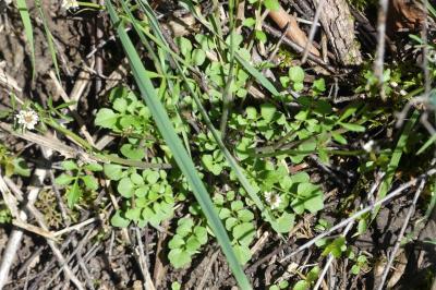 <i>Cardamine hirsuta</i>
