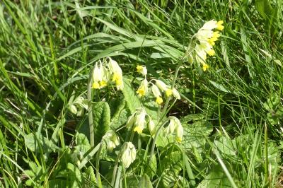 <i>Primula veris</i>