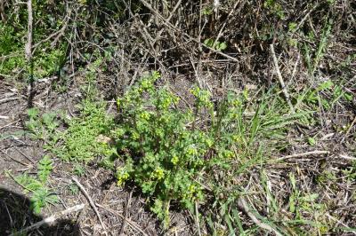<i>Senecio vulgaris</i>