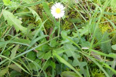 <i>Bellis perennis</i>