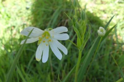 <i>Rabelera holostea</i>