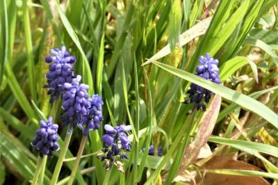<i>Muscari neglectum</i>