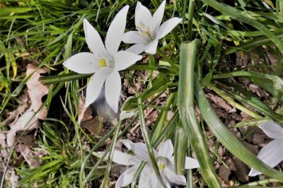 <i>Ornithogalum divergens</i>