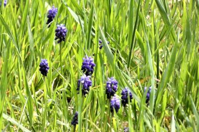 <i>Muscari neglectum</i>