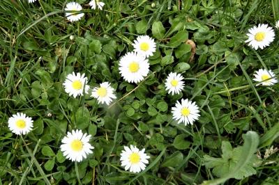 <i>Bellis perennis</i>